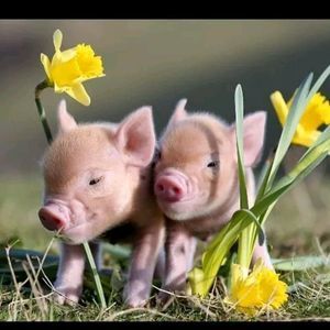 Meet your Posher, Rhonda